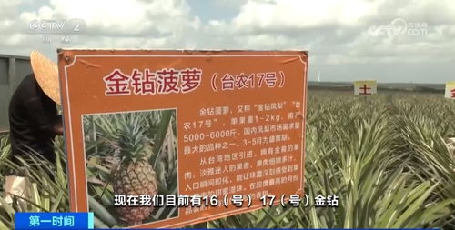 菠蘿之鄉(xiāng) 徐聞麥秸畫與深加工產(chǎn)品的藝術與產(chǎn)業(yè)融合